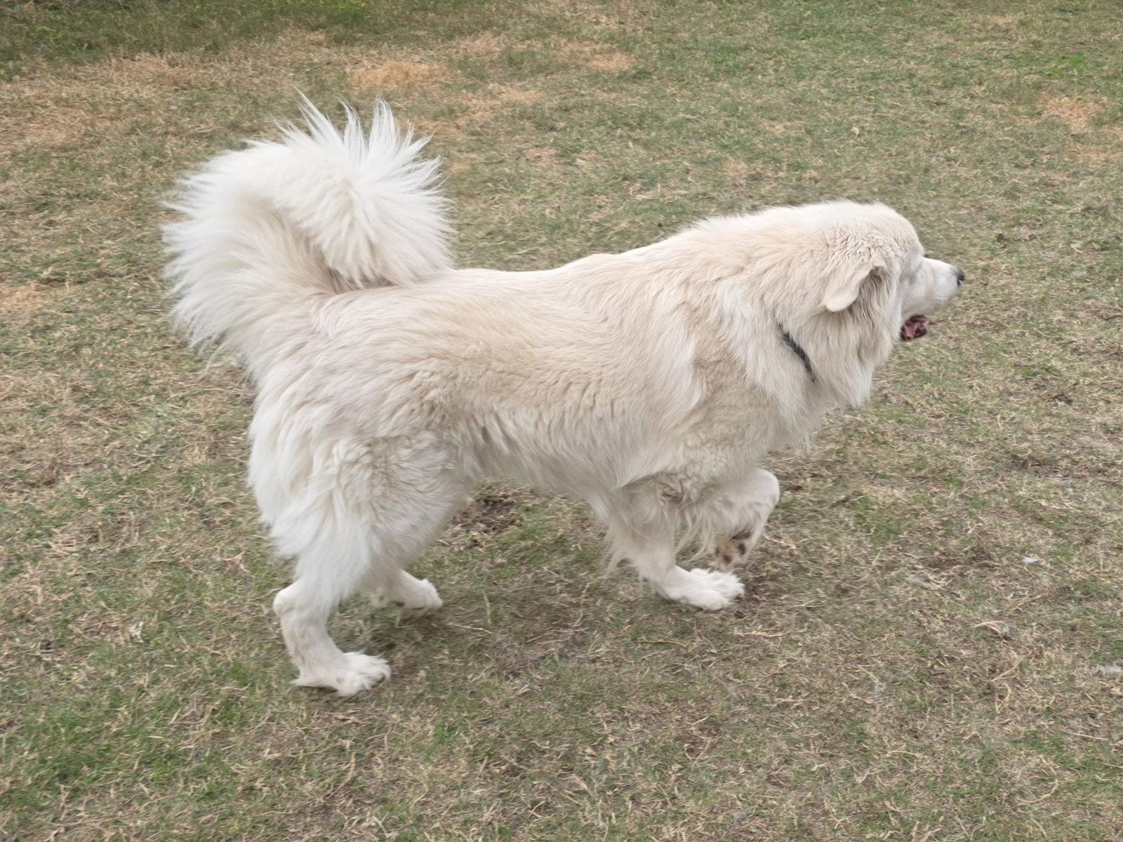 Enlarge Yeti, a Adoptable mixed breed in Houston, TX image 2/3