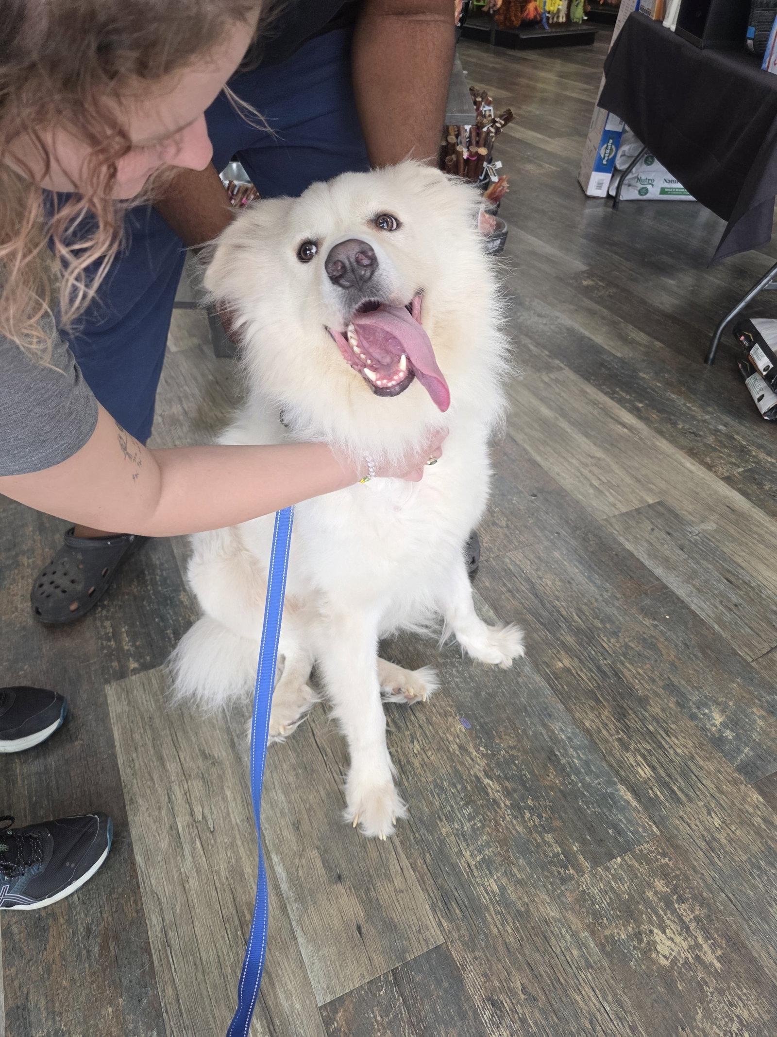 Enlarge Yeti, a Adoptable mixed breed in Houston, TX image 2/3