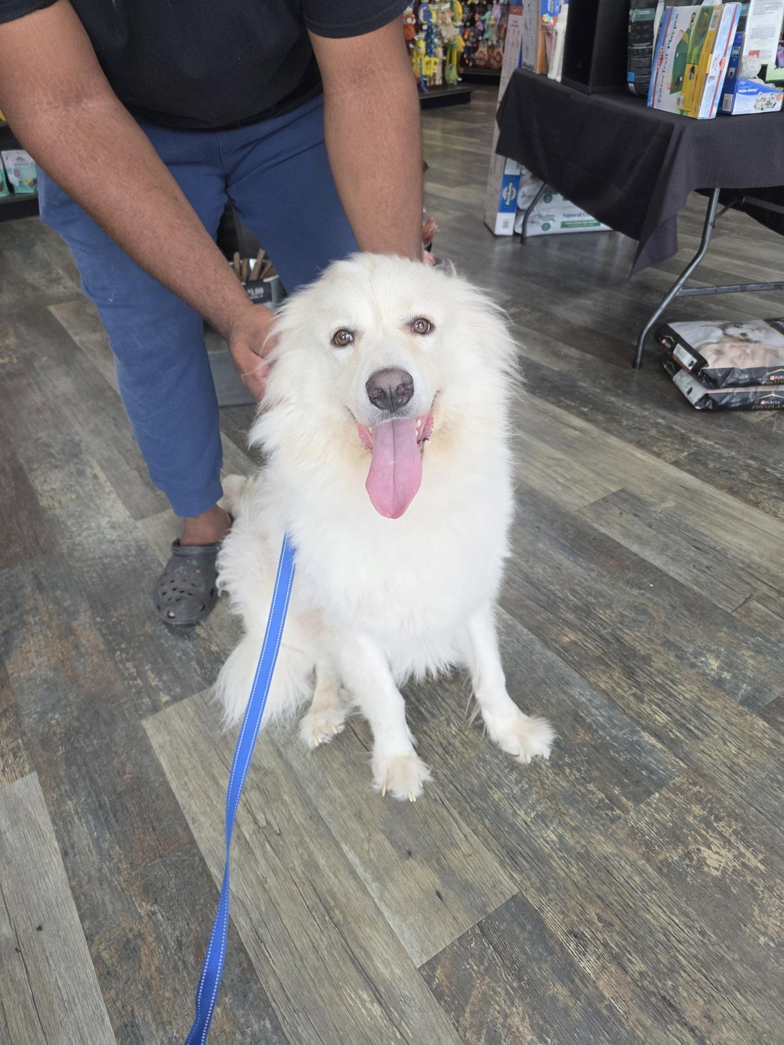 Enlarge Yeti, a Adoptable mixed breed in Houston, TX image 3/3