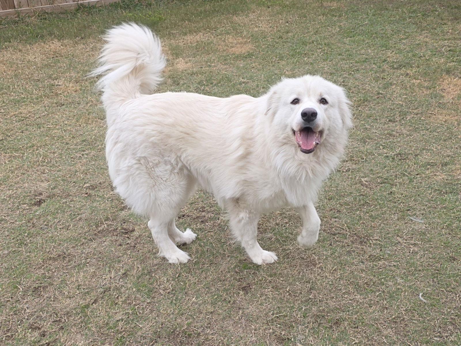 Enlarge Yeti, a Adoptable mixed breed in Houston, TX image 3/3