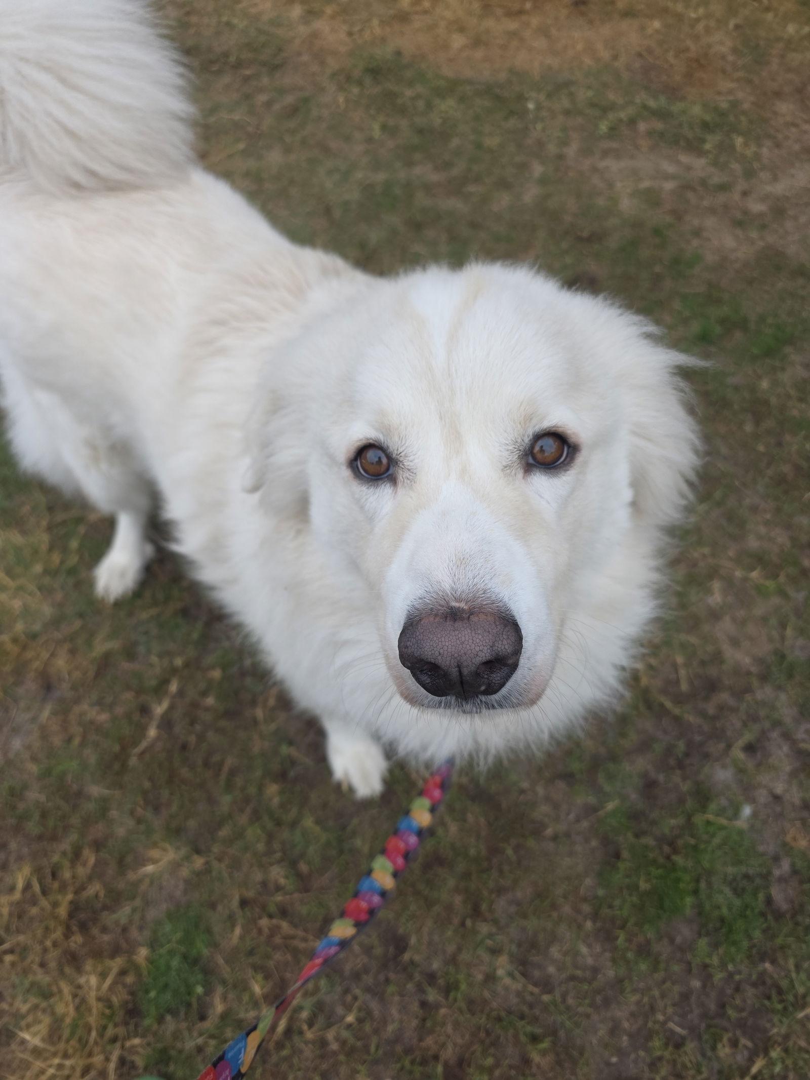 Enlarge Yeti, a Adoptable mixed breed in Houston, TX image 3/3
