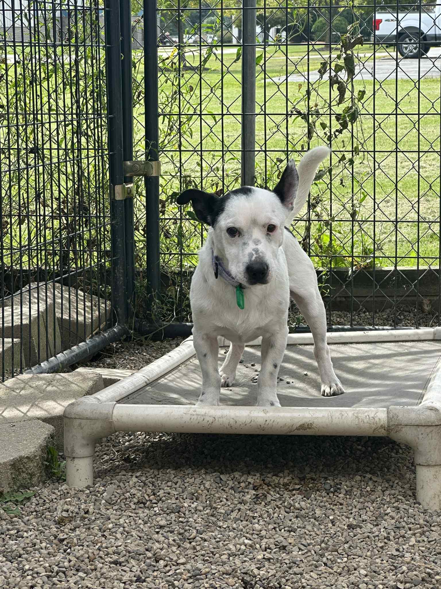 Paru Tony, a Adoptable mixed breed in Mukwonago, WI image 2/3