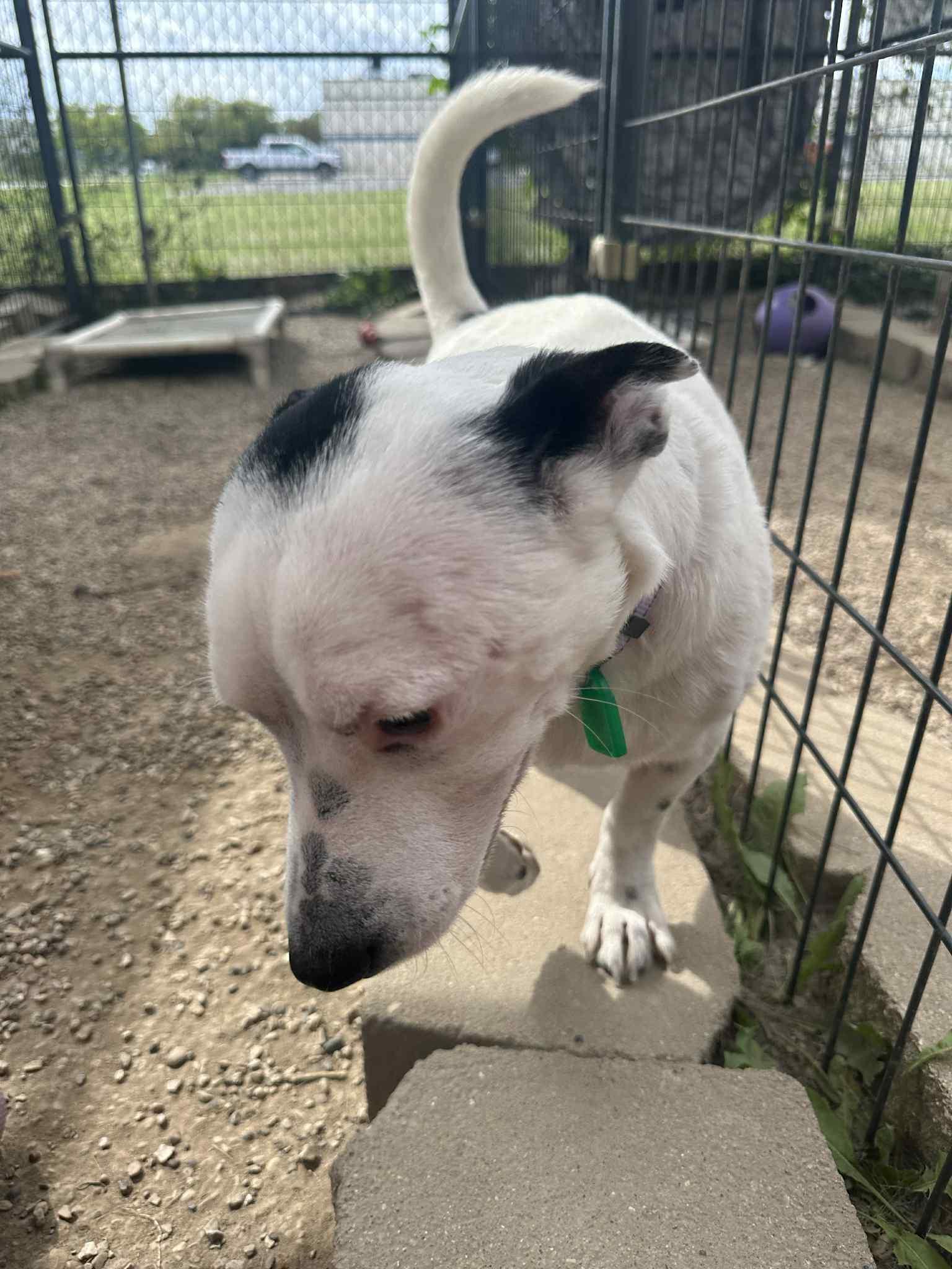 Paru Tony, a Adoptable mixed breed in Mukwonago, WI image 3/3