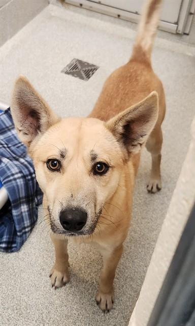 BOOMER, Adoptable, Young Male Carolina Dog & Mixed Breed.