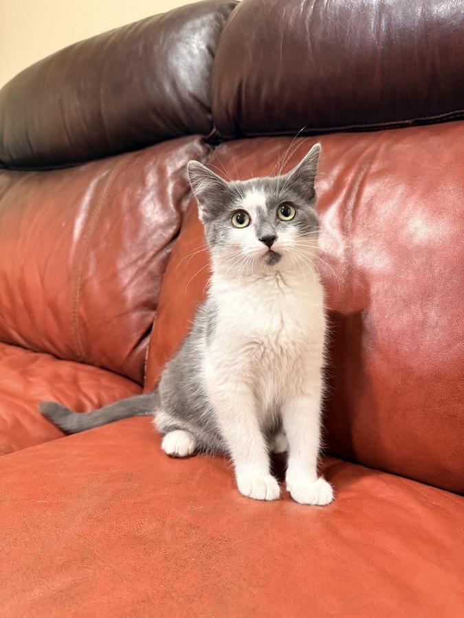 Nix, ADOPTABLE, Young Male Domestic Short Hair.