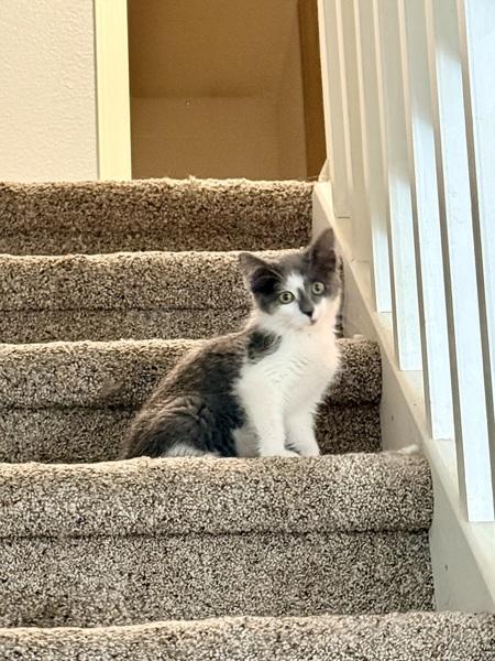 Nix, a ADOPTABLE Domestic Short Hair in Denver, CO image 2/3