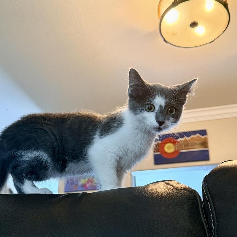 Nix, a ADOPTABLE Domestic Short Hair in Denver, CO image 3/3