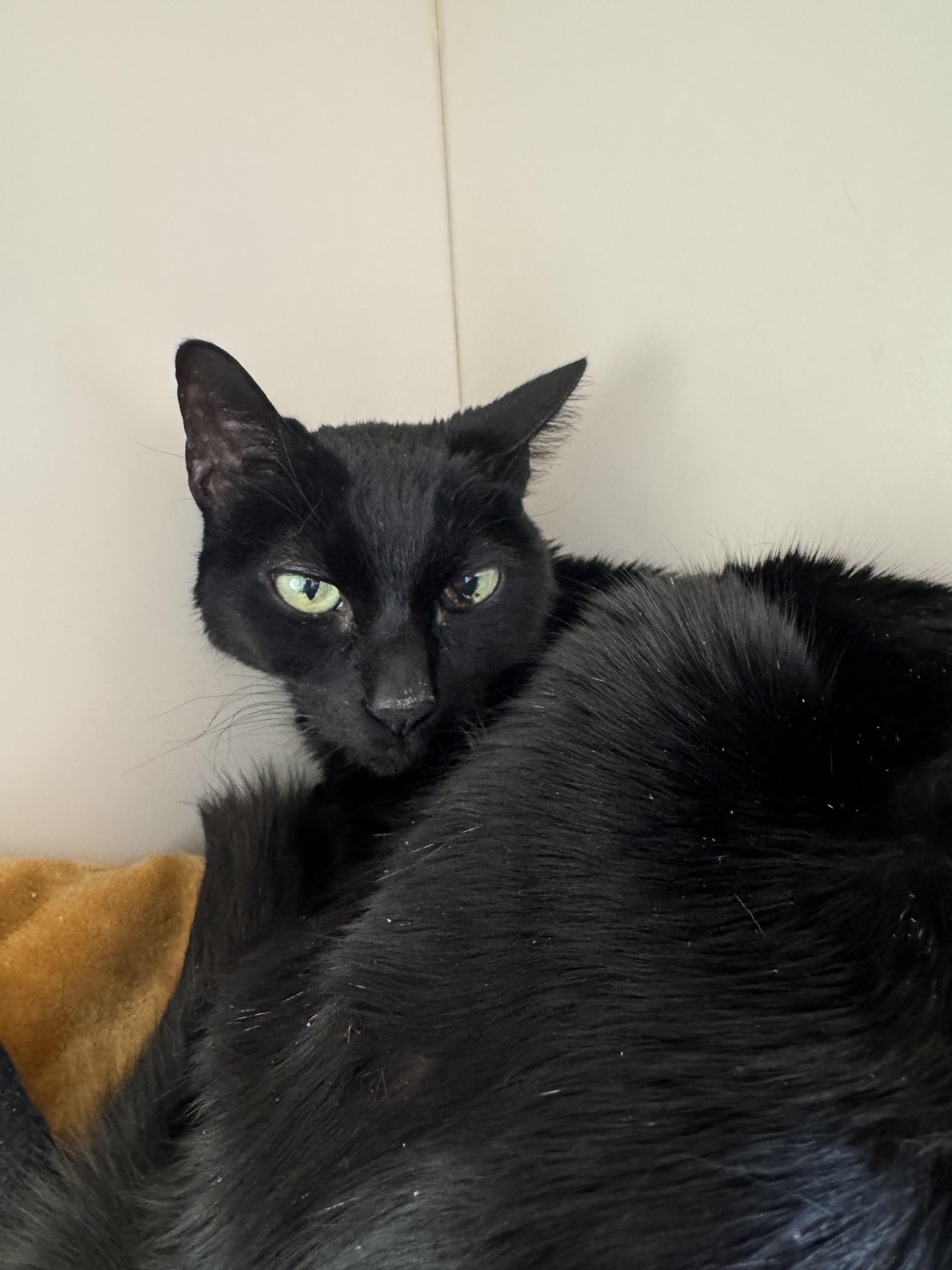 Geoffrey, a ADOPTABLE mixed breed in Buena Vista, CO image 3/3