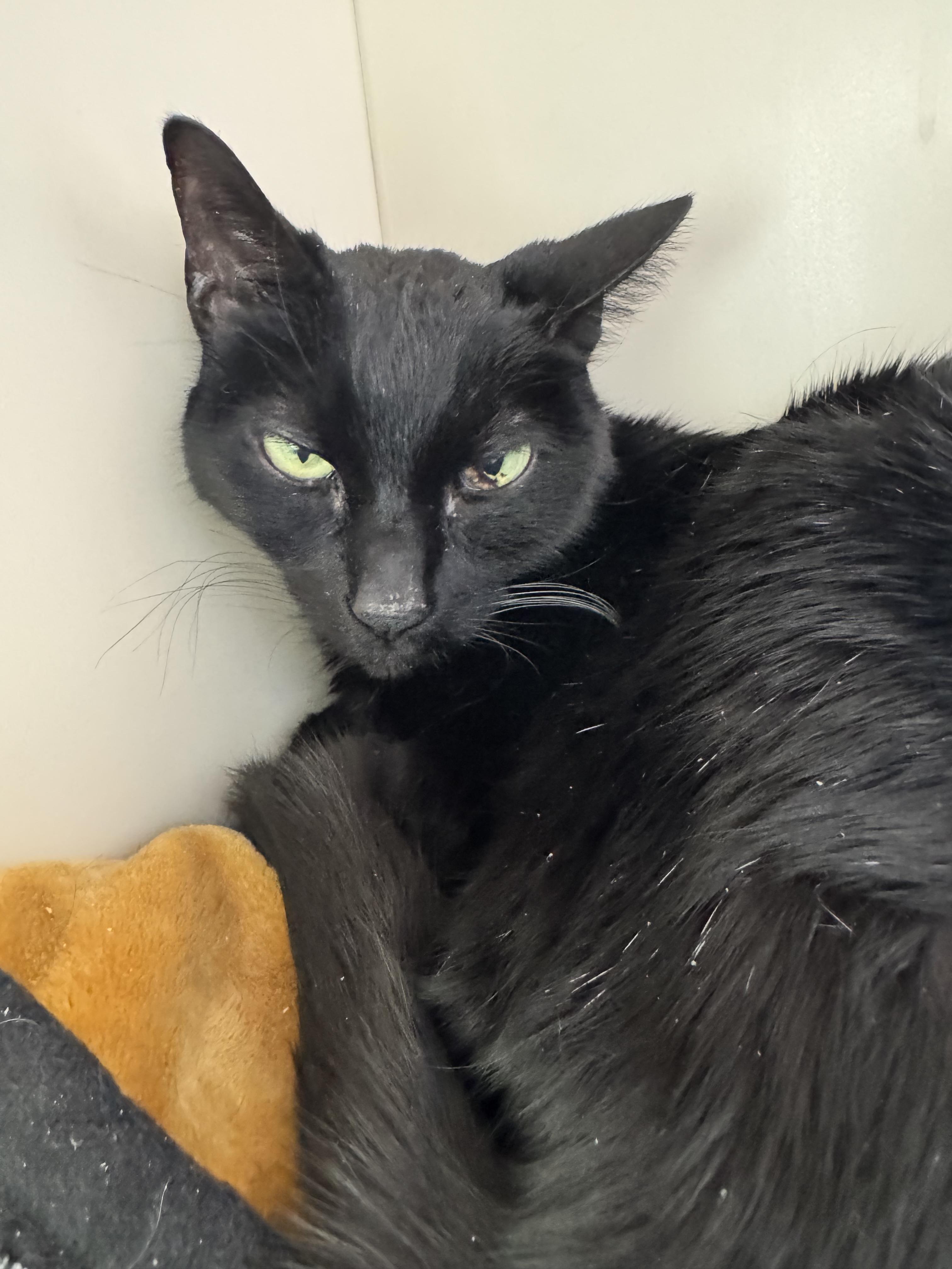 Geoffrey, ADOPTABLE, Senior Male Domestic Short Hair.