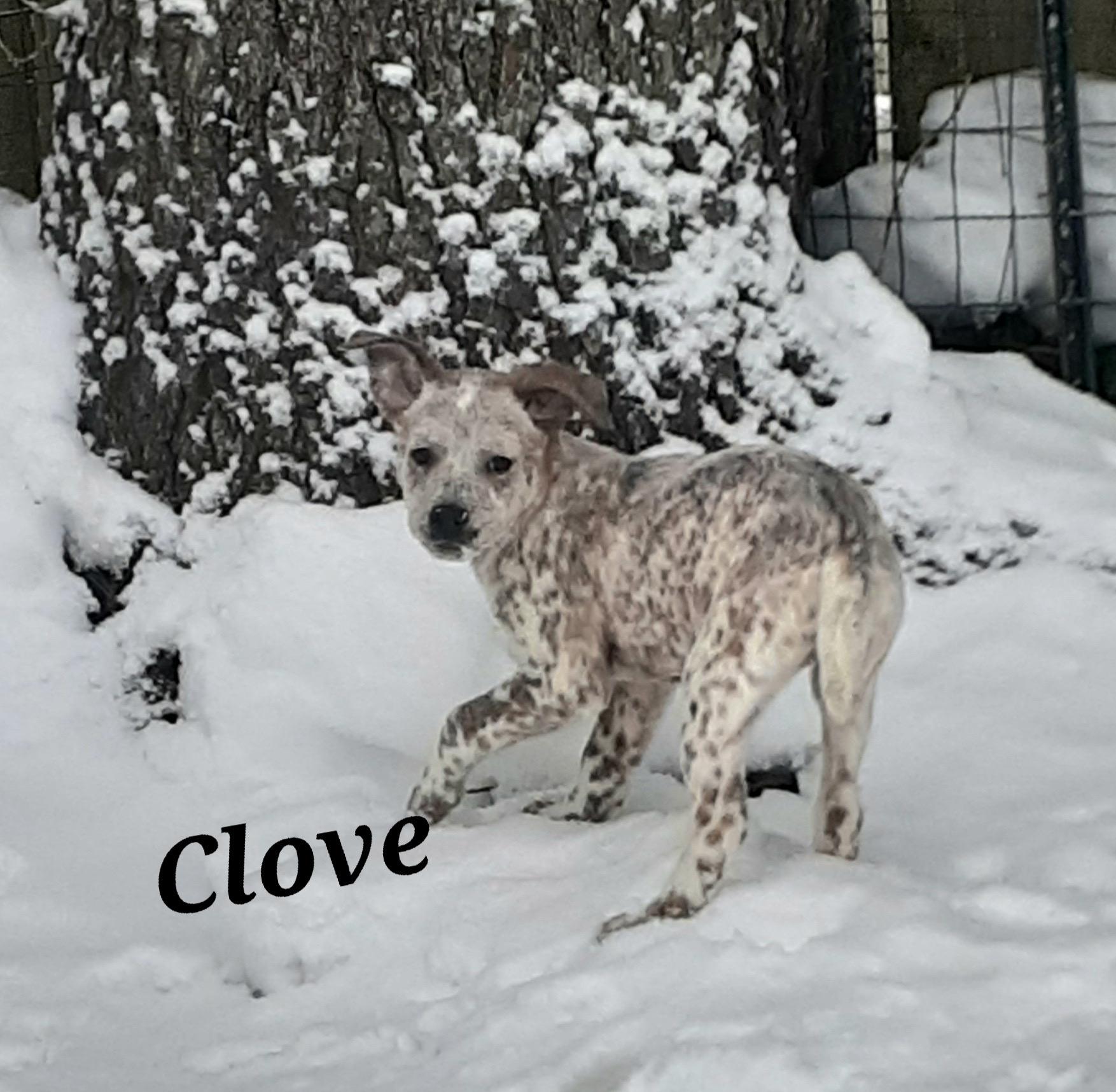 Clove, ADOPTABLE, Puppy Female Australian Cattle Dog / Blue Heeler.