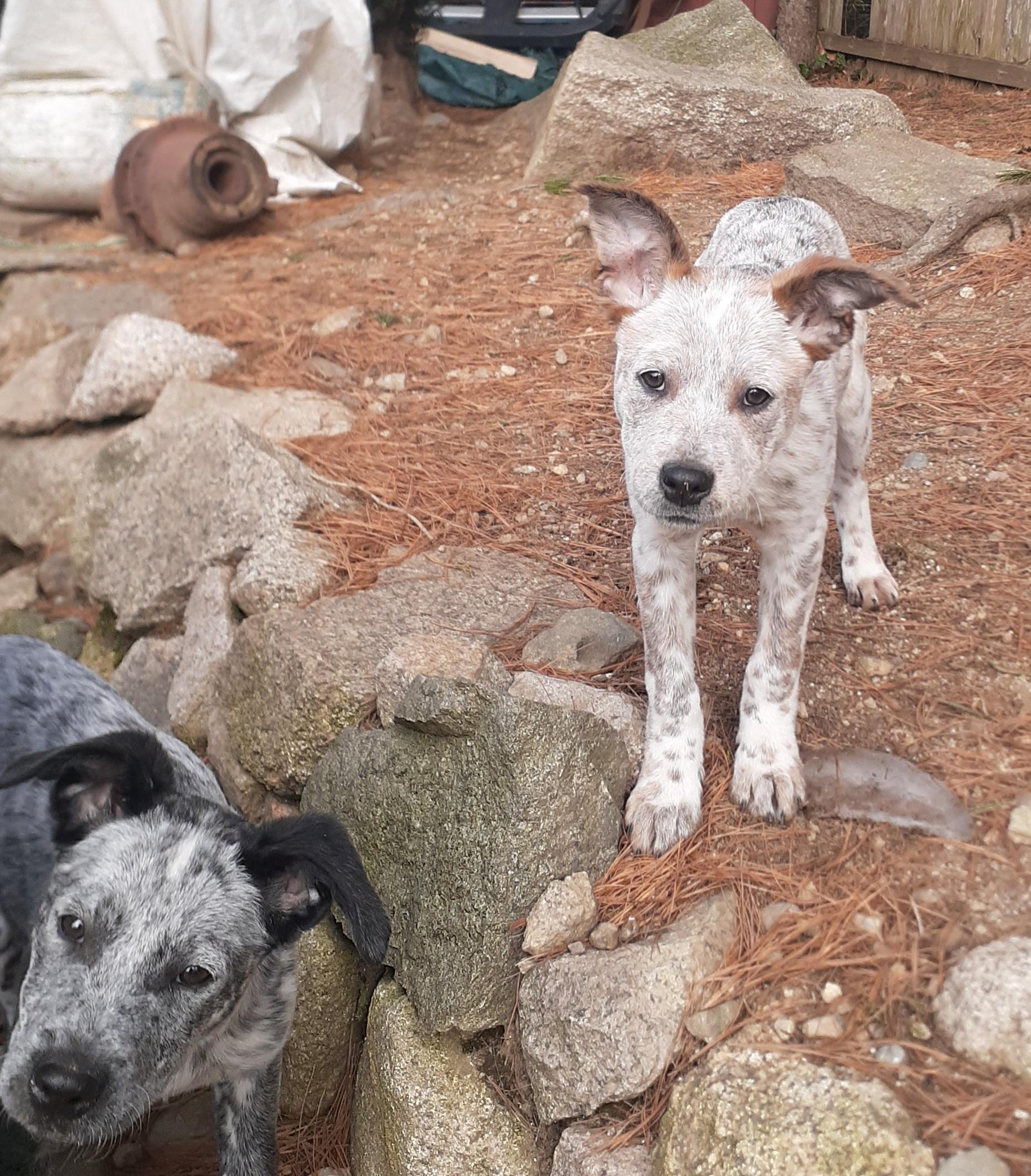 Enlarge Clove, a ADOPTABLE mixed breed in Garden City, NY image 2/6