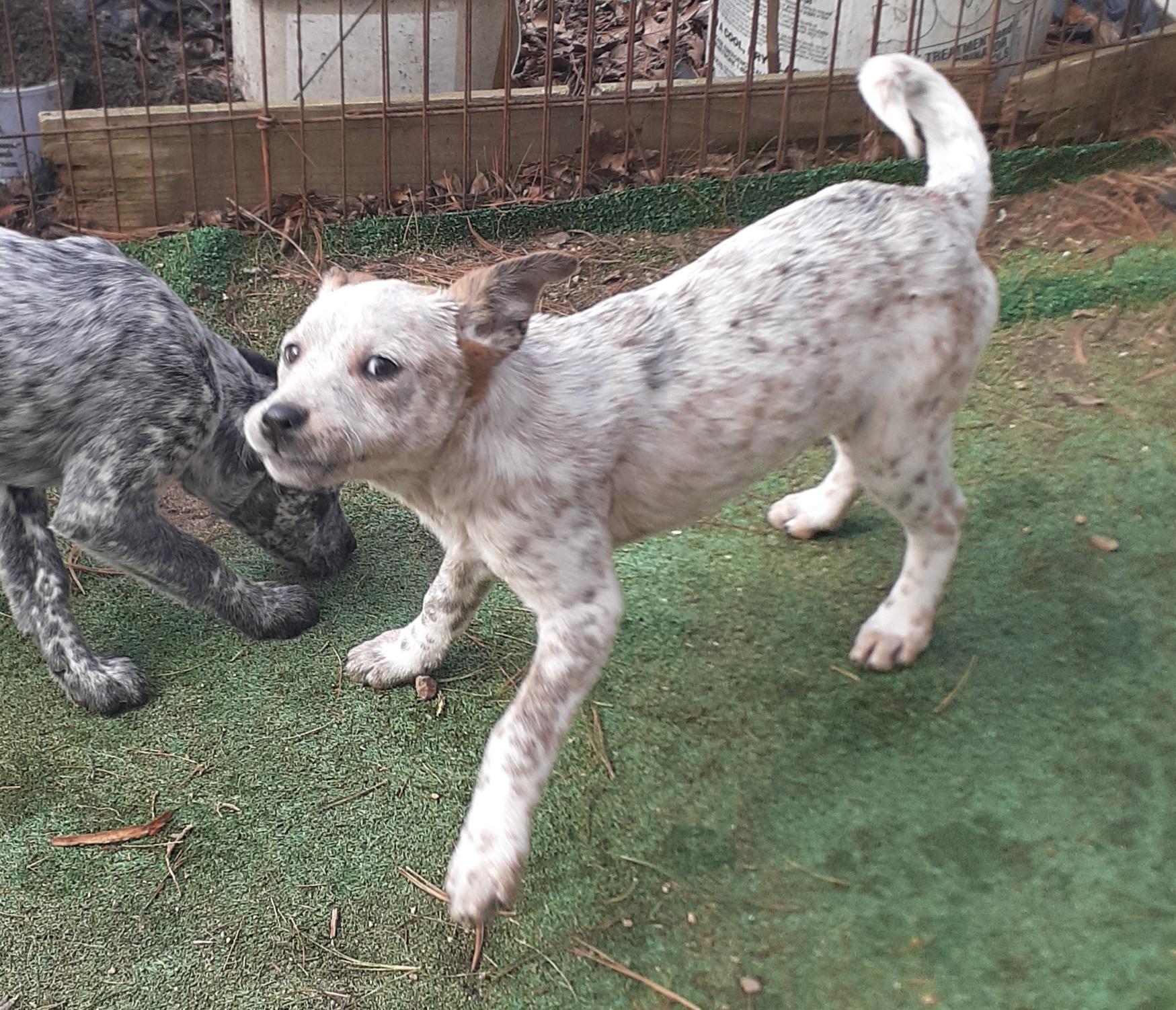 Enlarge Clove, a ADOPTABLE mixed breed in Garden City, NY image 3/6