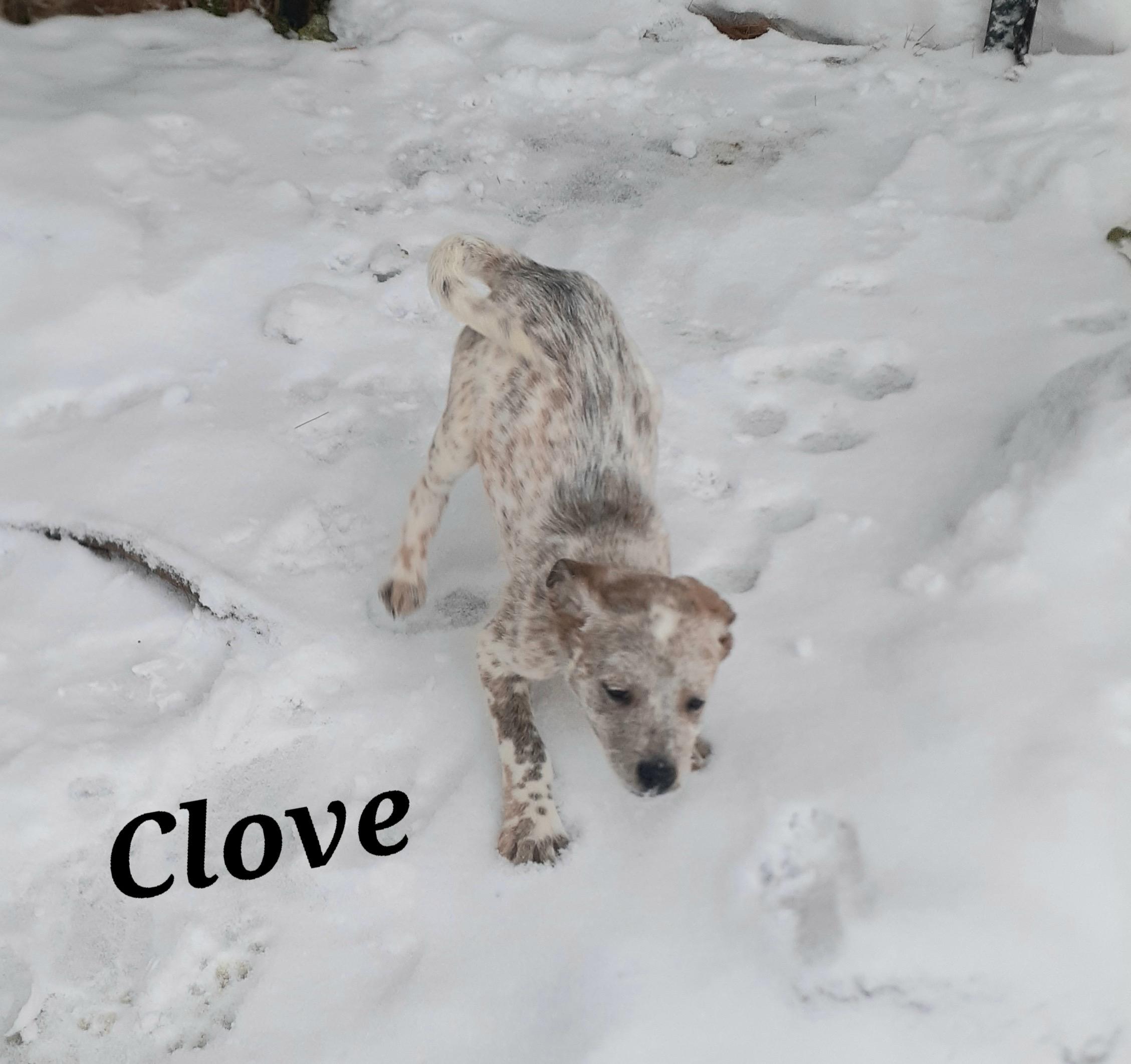 Clove, a ADOPTABLE mixed breed in Garden City, NY image 4/6
