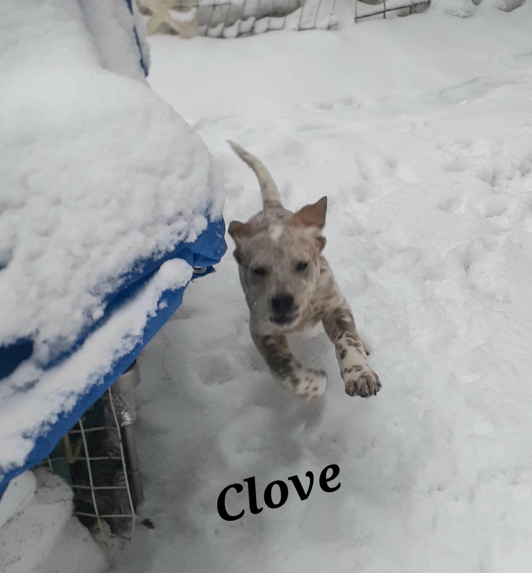 Clove, a ADOPTABLE mixed breed in Garden City, NY image 2/6