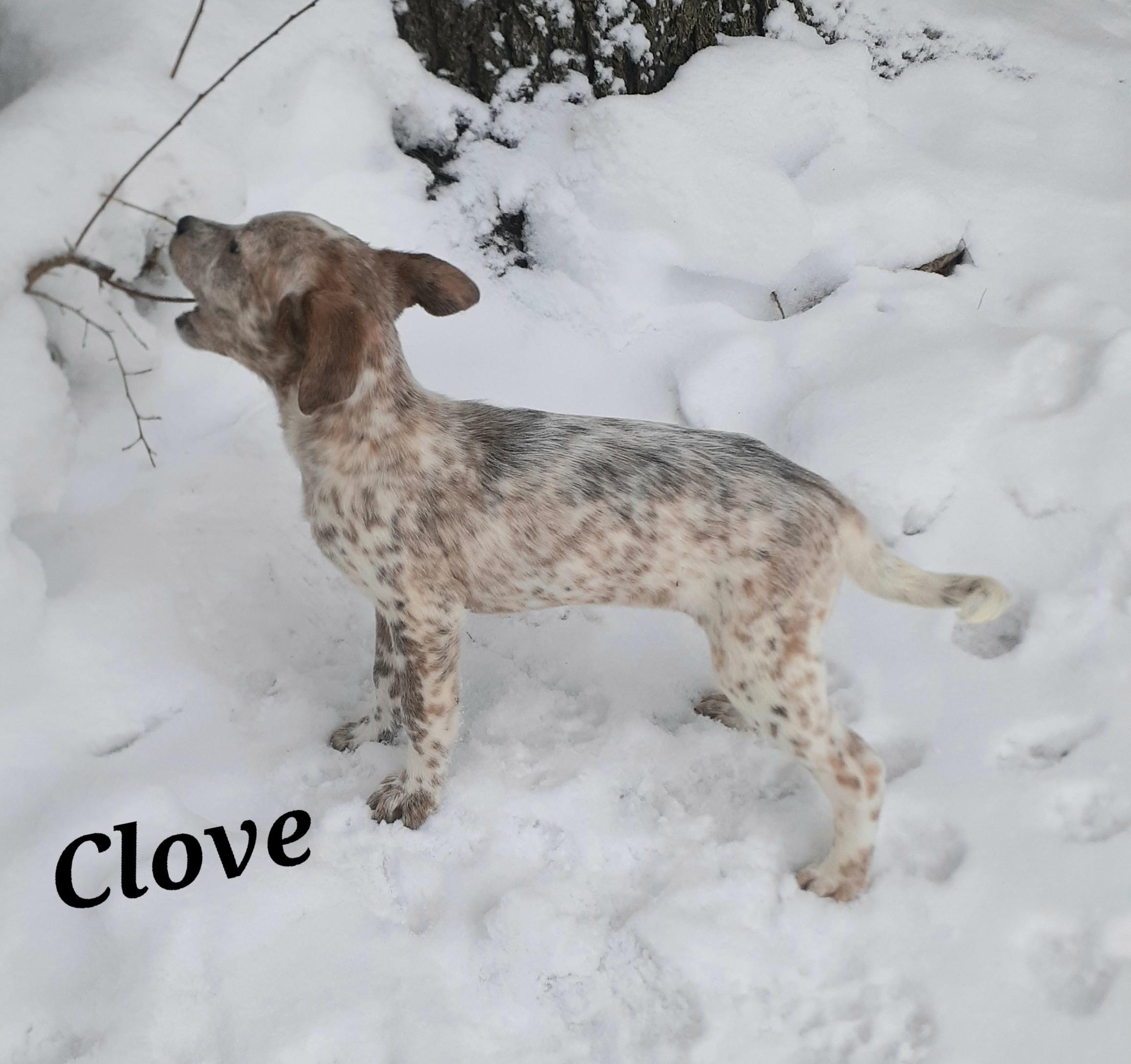 Clove, a ADOPTABLE mixed breed in Garden City, NY image 6/6