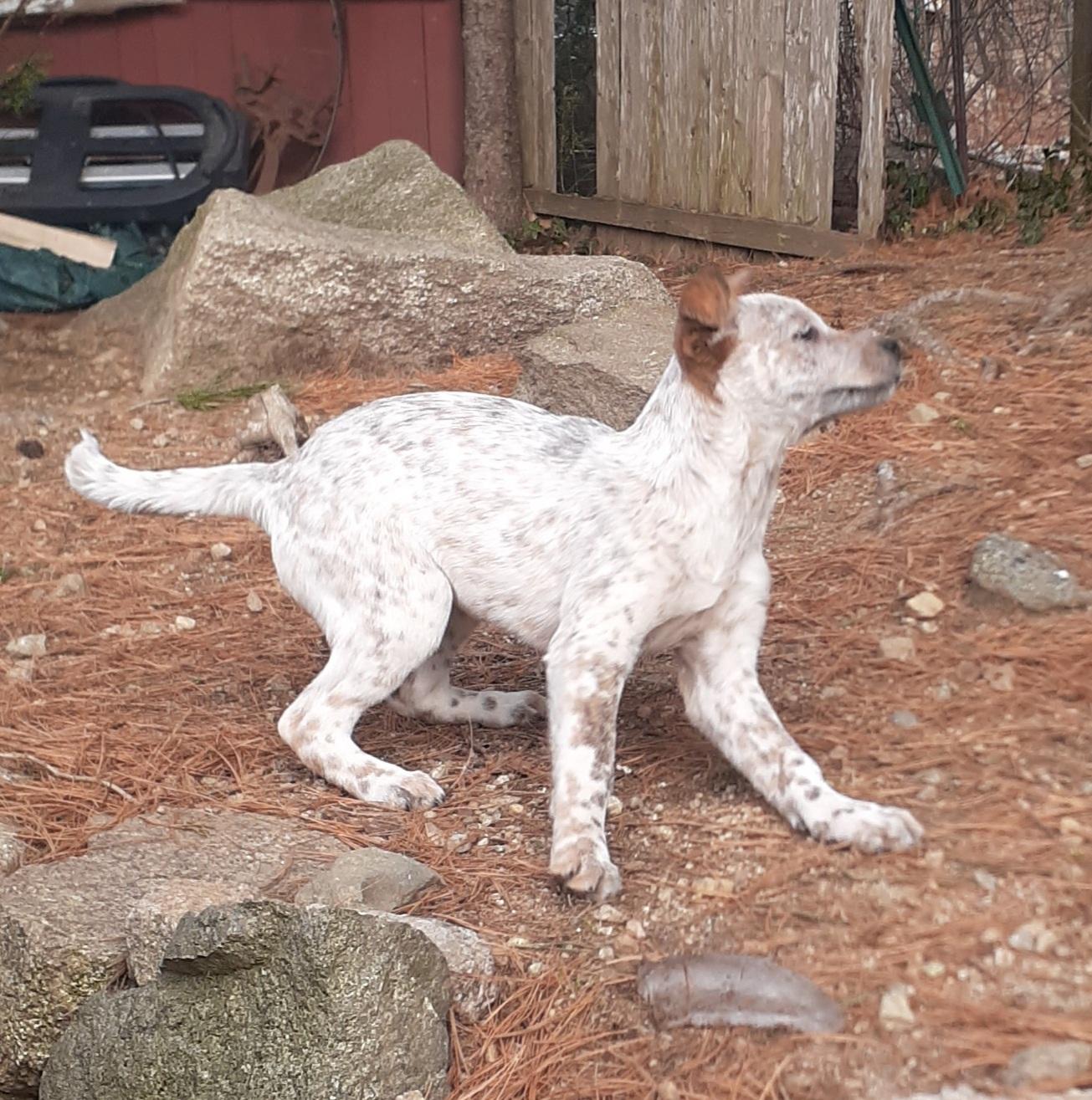 Enlarge Clove, a ADOPTABLE mixed breed in Garden City, NY image 1/6