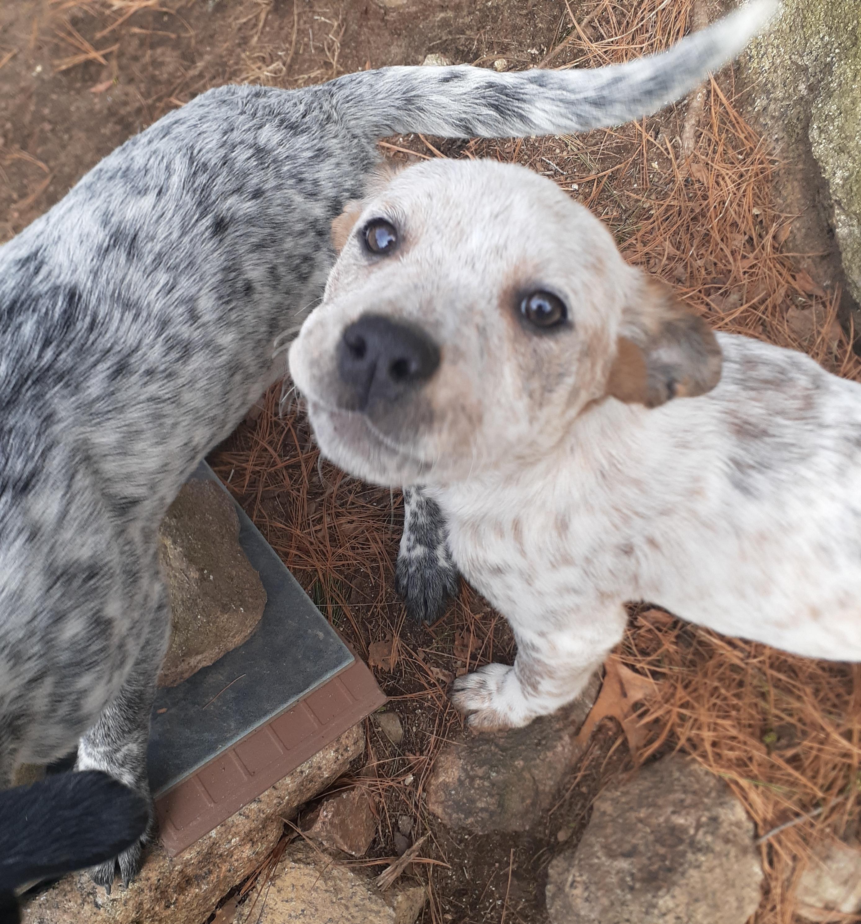 Enlarge Clove, a ADOPTABLE mixed breed in Garden City, NY image 4/6