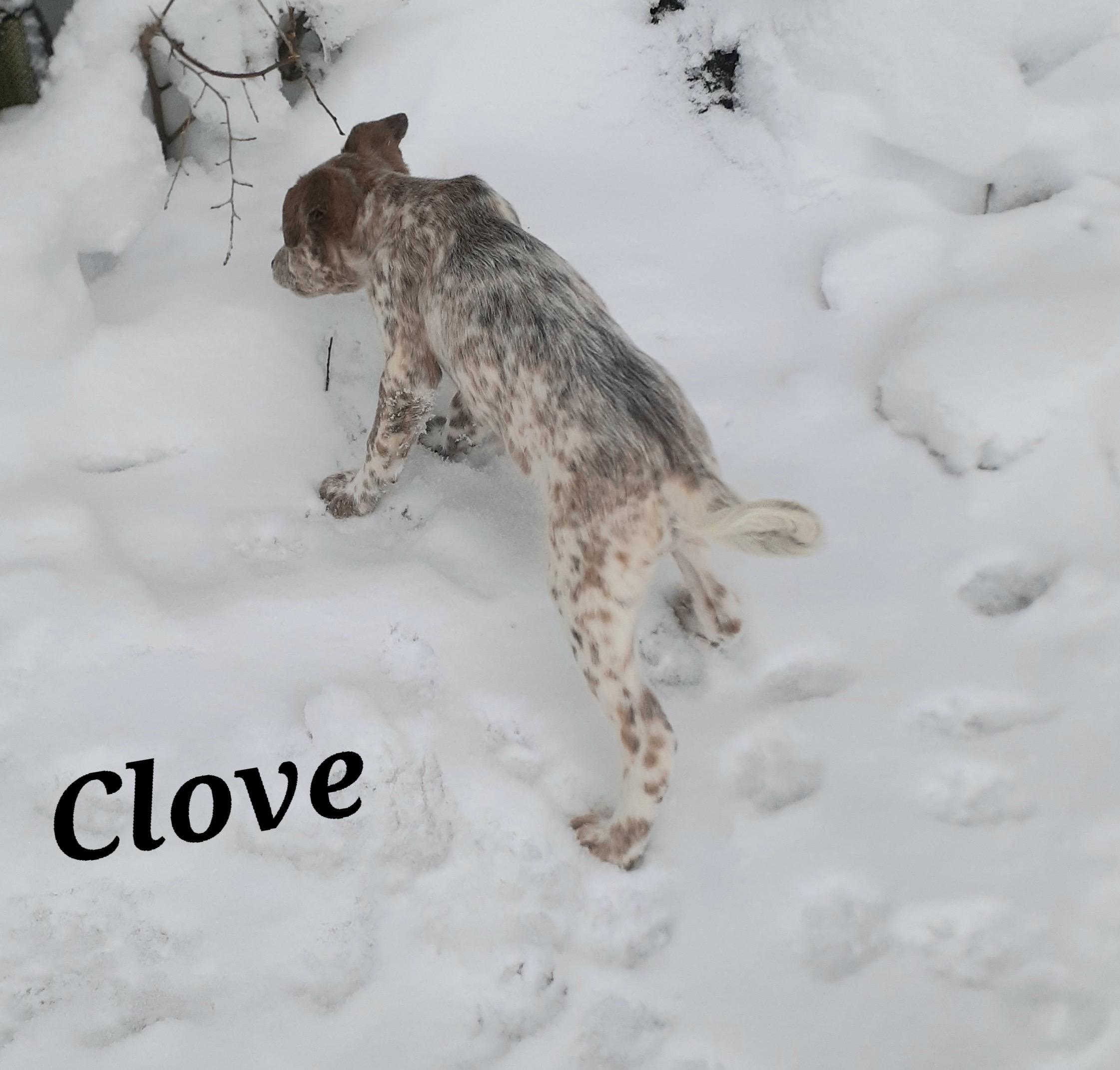 Clove, a ADOPTABLE mixed breed in Garden City, NY image 5/6