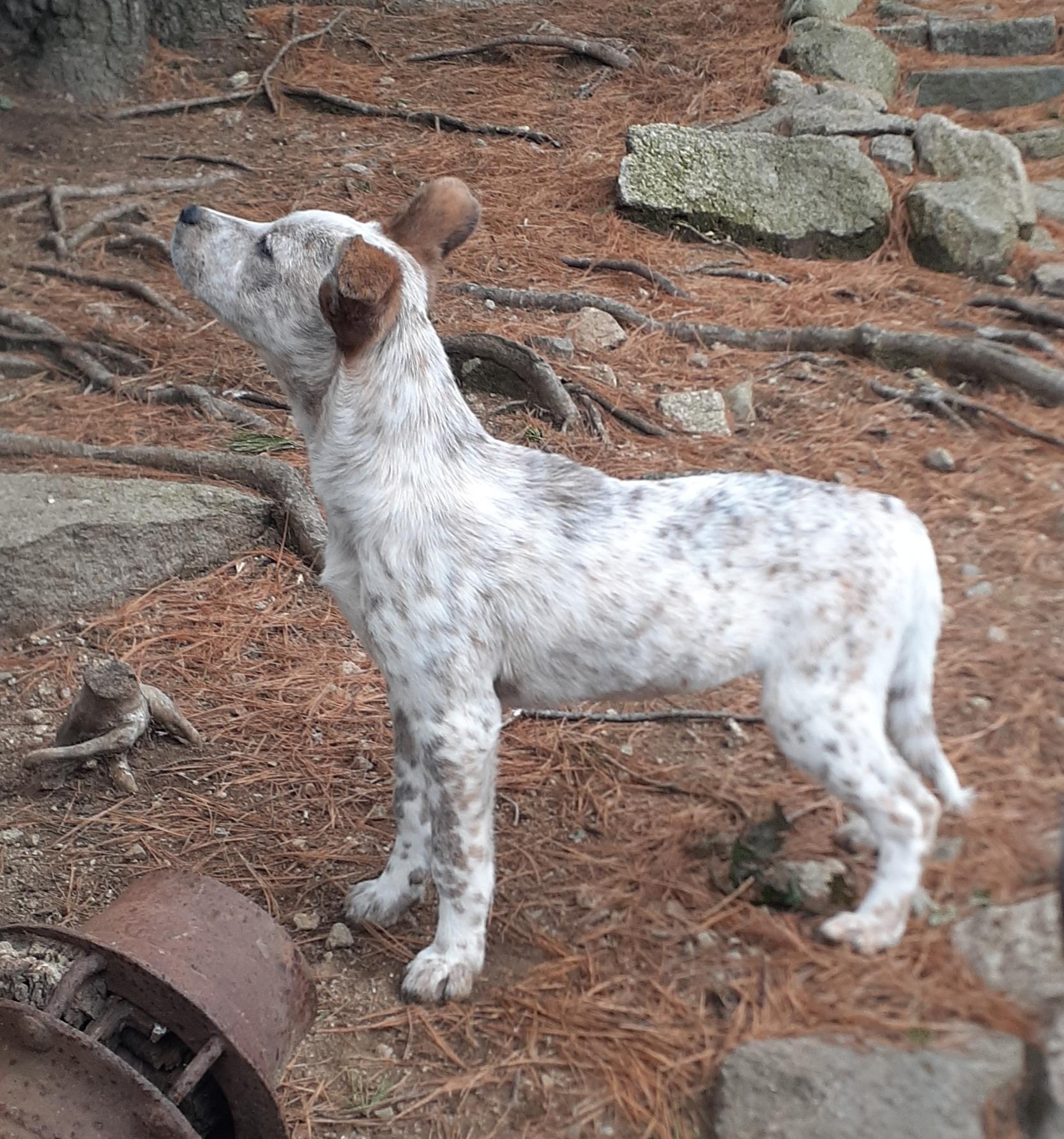Enlarge Clove, a ADOPTABLE mixed breed in Garden City, NY image 5/6