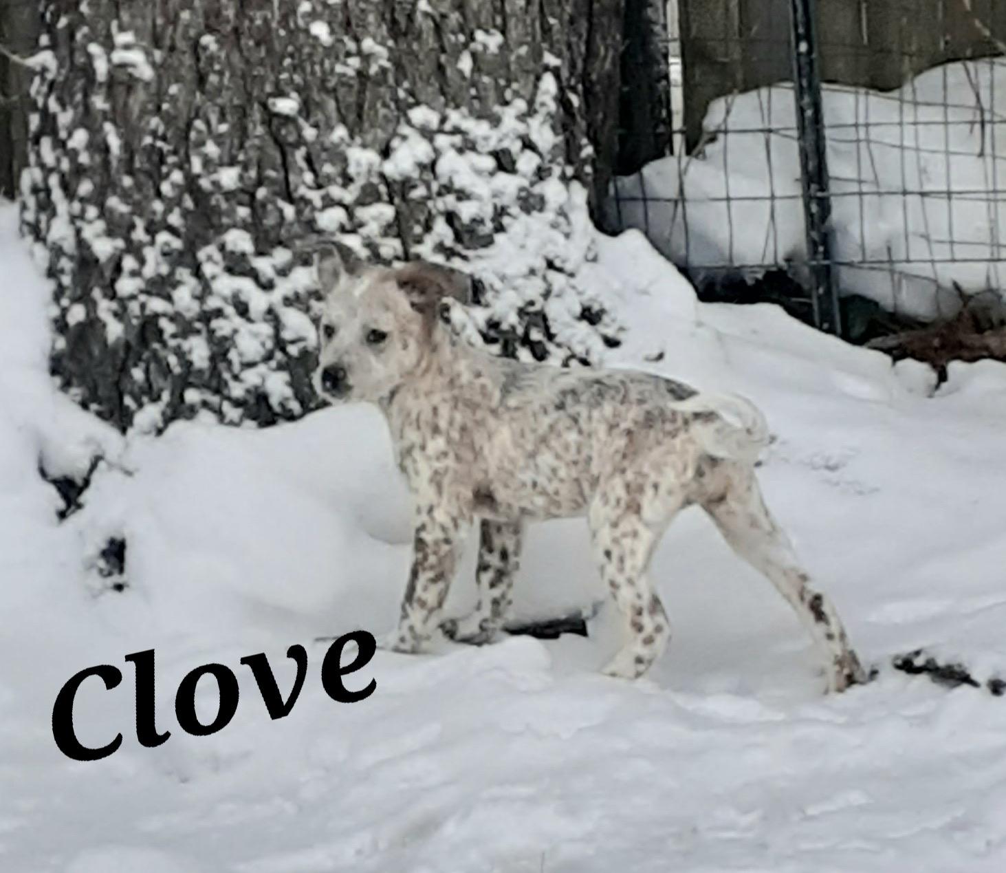 Clove, a ADOPTABLE mixed breed in Garden City, NY image 3/6