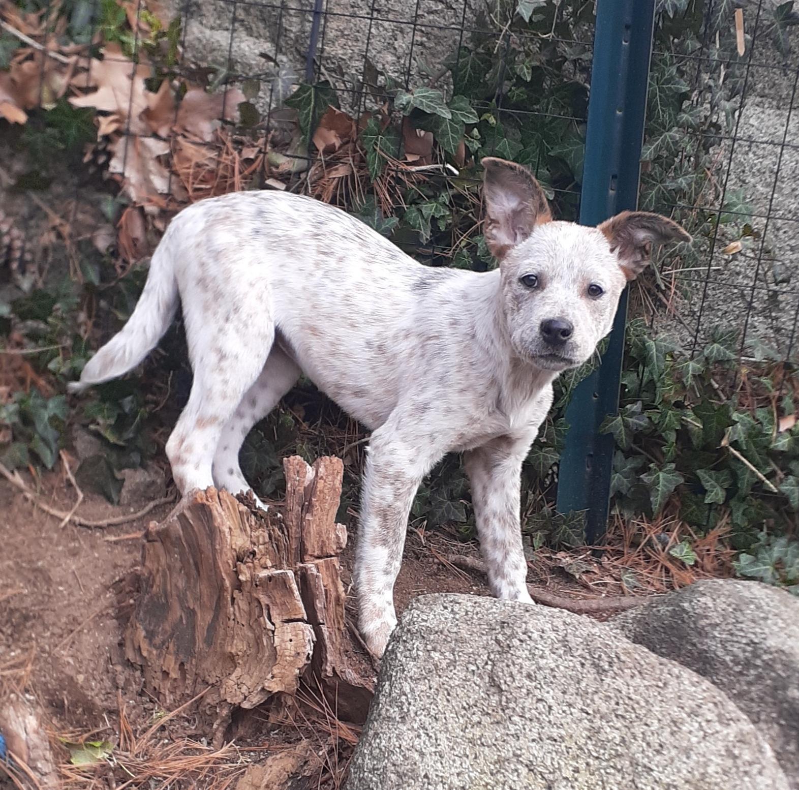 Enlarge Clove, a ADOPTABLE mixed breed in Garden City, NY image 6/6