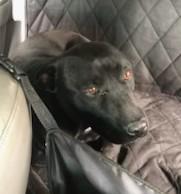 Cinder lovely Lab Mix Sweet Family Doggie! Great with Toddlers. Turn Key PUP, a Adoptable mixed breed in Virginia Beach, VA image 6/6