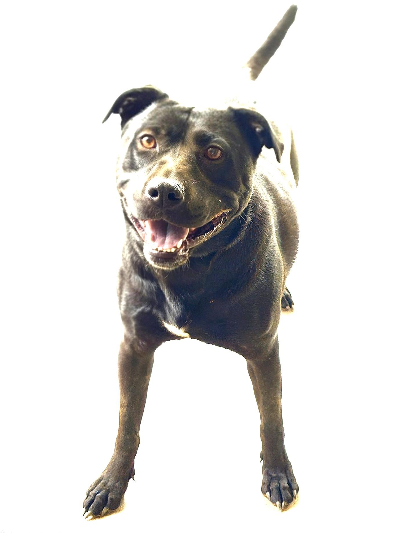 Cinder lovely Lab Mix Sweet Family Doggie! Great with Toddlers. Turn Key PUP, a Adoptable mixed breed in Virginia Beach, VA image 3/6