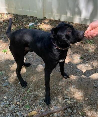 Cinder lovely Lab Mix Sweet  Family Doggie!  Great with Toddlers. Turn Key PUP