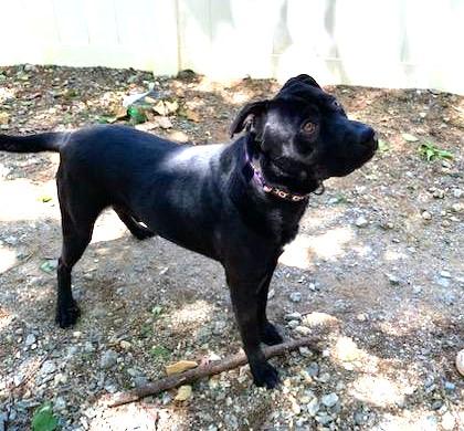 Cinder lovely Lab Mix Sweet  Family Doggie!  Great with Toddlers. Turn Key PUP