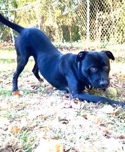 Cinder lovely Lab Mix Sweet Family Doggie! Great with Toddlers. Turn Key PUP, a Adoptable mixed breed in Virginia Beach, VA image 1/6