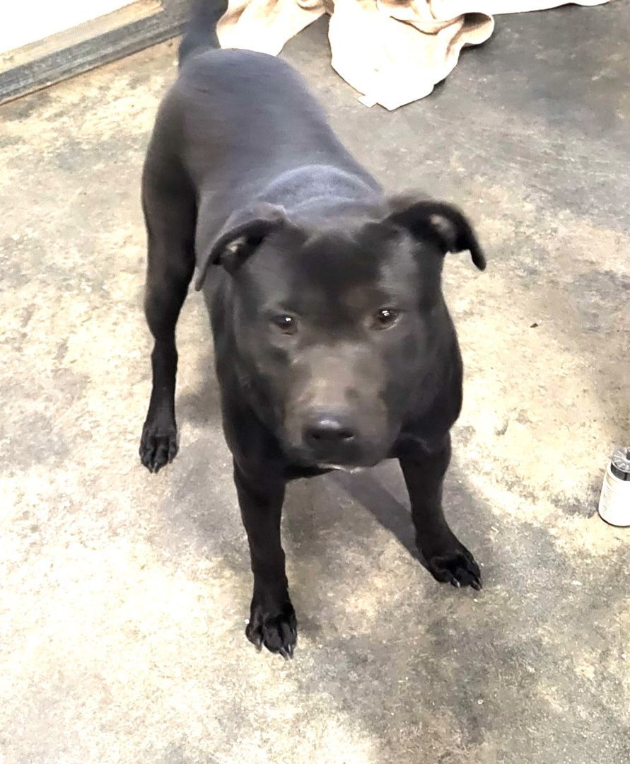 Cinder lovely Lab Mix Sweet  Family Doggie!  Great with Toddlers. Turn Key PUP