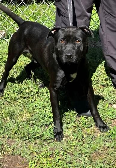 Cinder lovely Lab Mix Sweet Family Doggie! Great with Toddlers. Turn Key PUP, a Adoptable mixed breed in Virginia Beach, VA image 4/6