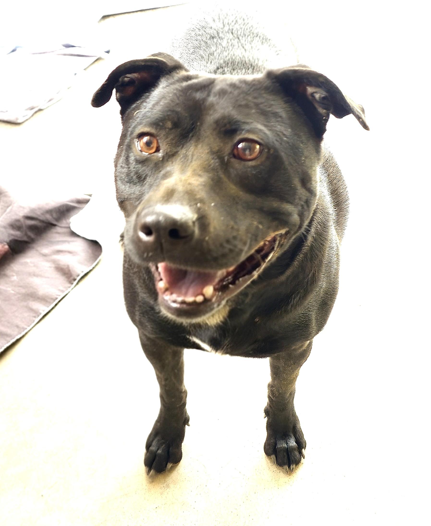 Cinder lovely Lab Mix Sweet  Family Doggie!  Great with Toddlers. Turn Key PUP