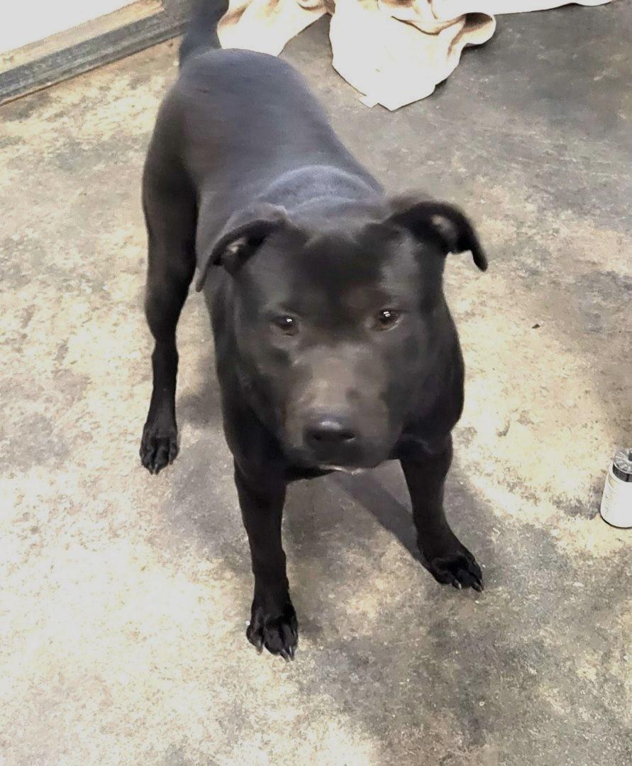 Cinder Lovely Lab Mix thumbnail 6