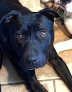 Cinder lovely Lab Mix Sweet Family Doggie! Great with Toddlers. Turn Key PUP, Adoptable, Young Male Labrador Retriever & American Bulldog.