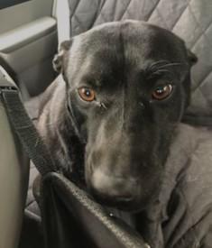 Cinder lovely Lab Mix Sweet Family Doggie! Great with Toddlers. Turn Key PUP, a Adoptable mixed breed in Virginia Beach, VA image 5/6