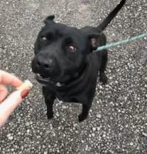 Cinder lovely Lab Mix Sweet  Family Doggie!  Great with Toddlers. Turn Key PUP