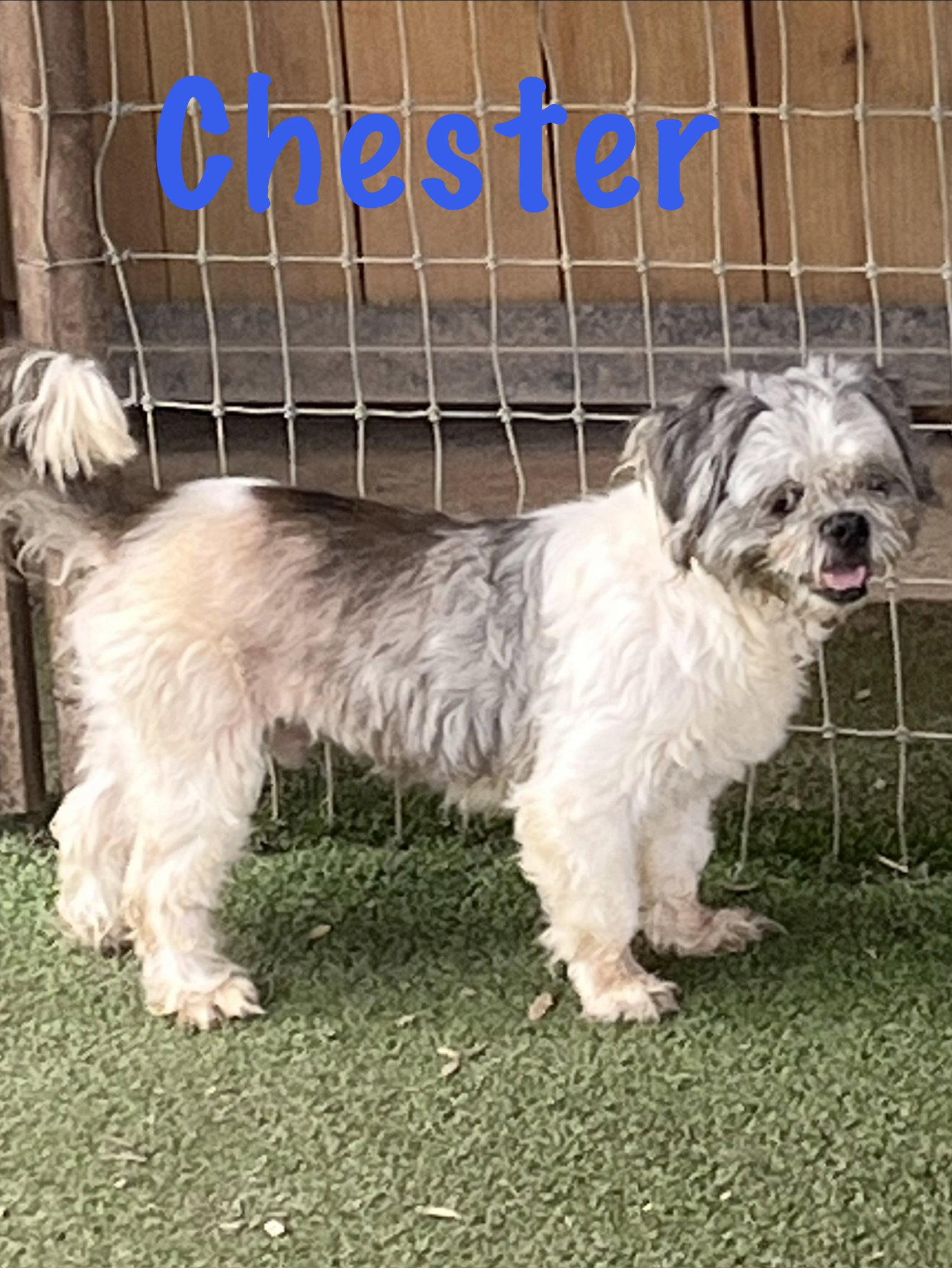 Chester, Adopted, Senior Male Shih Tzu.
