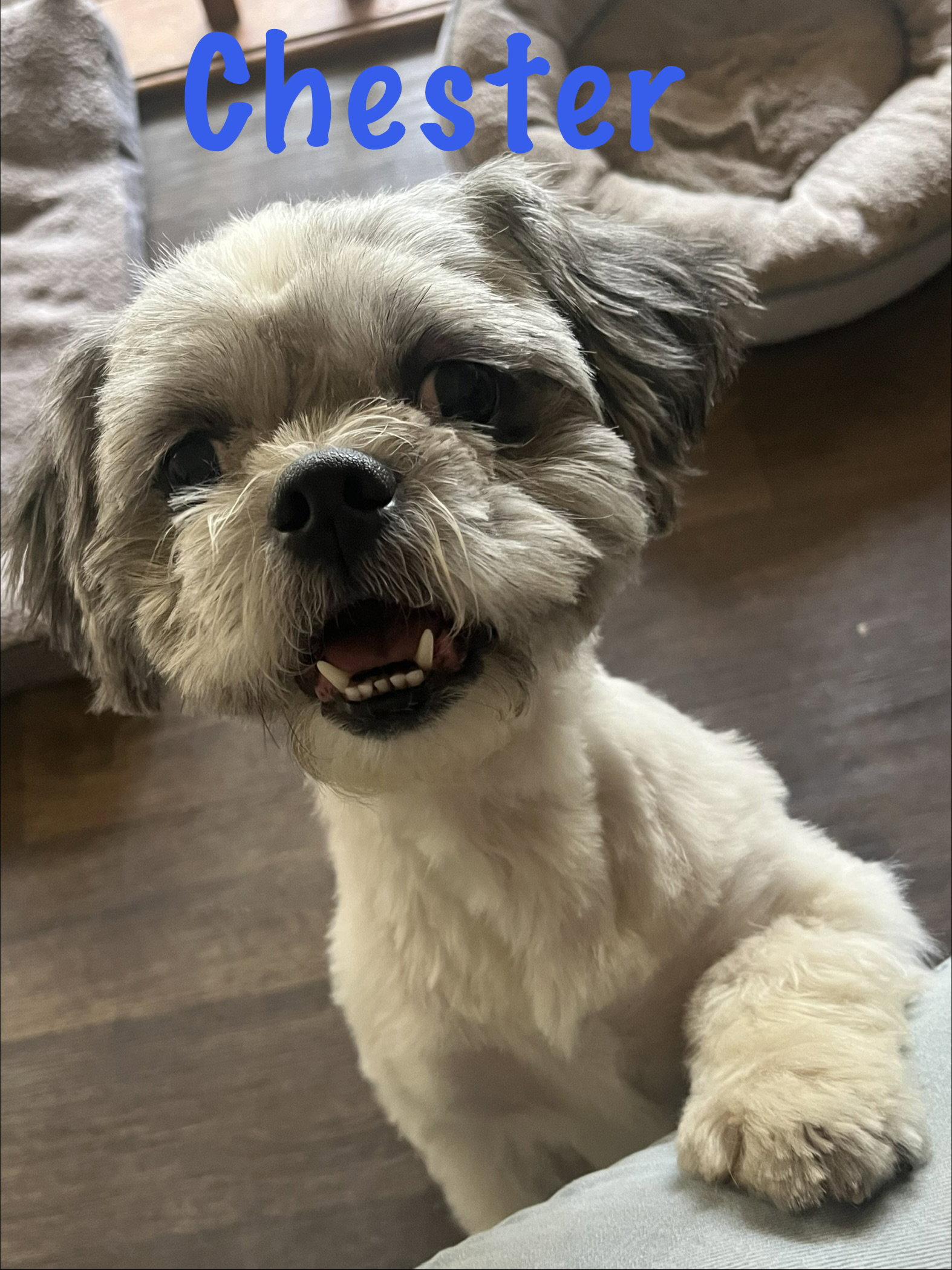 Enlarge Chester, a Adopted Shih Tzu in Pipe Creek, TX image 2/3