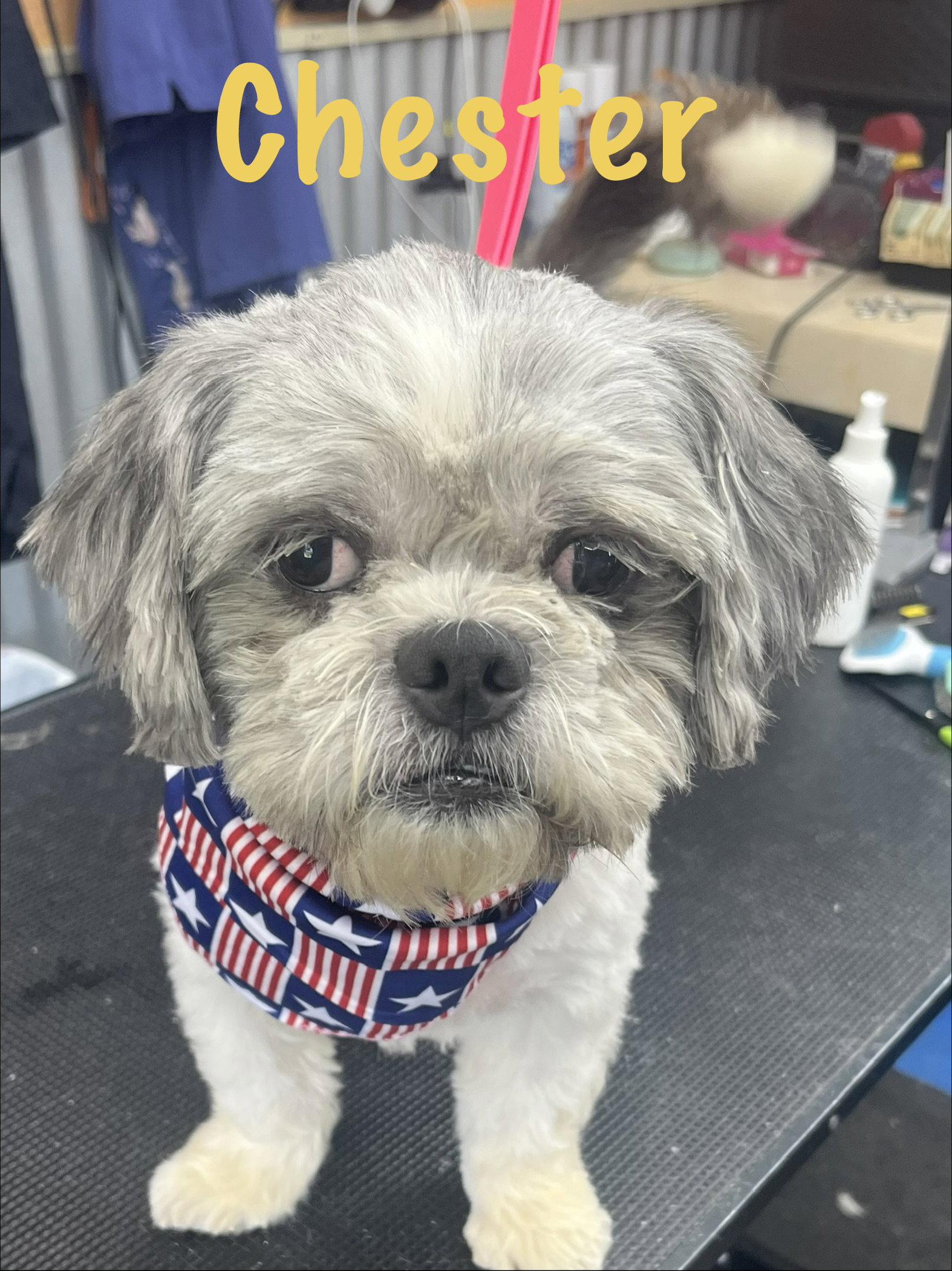 Enlarge Chester, a Adopted Shih Tzu in Pipe Creek, TX image 3/3
