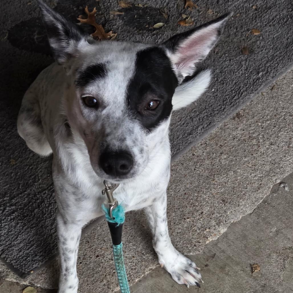 Enlarge Symone, a Adoptable Cattle Dog in Waco, TX image 1/1