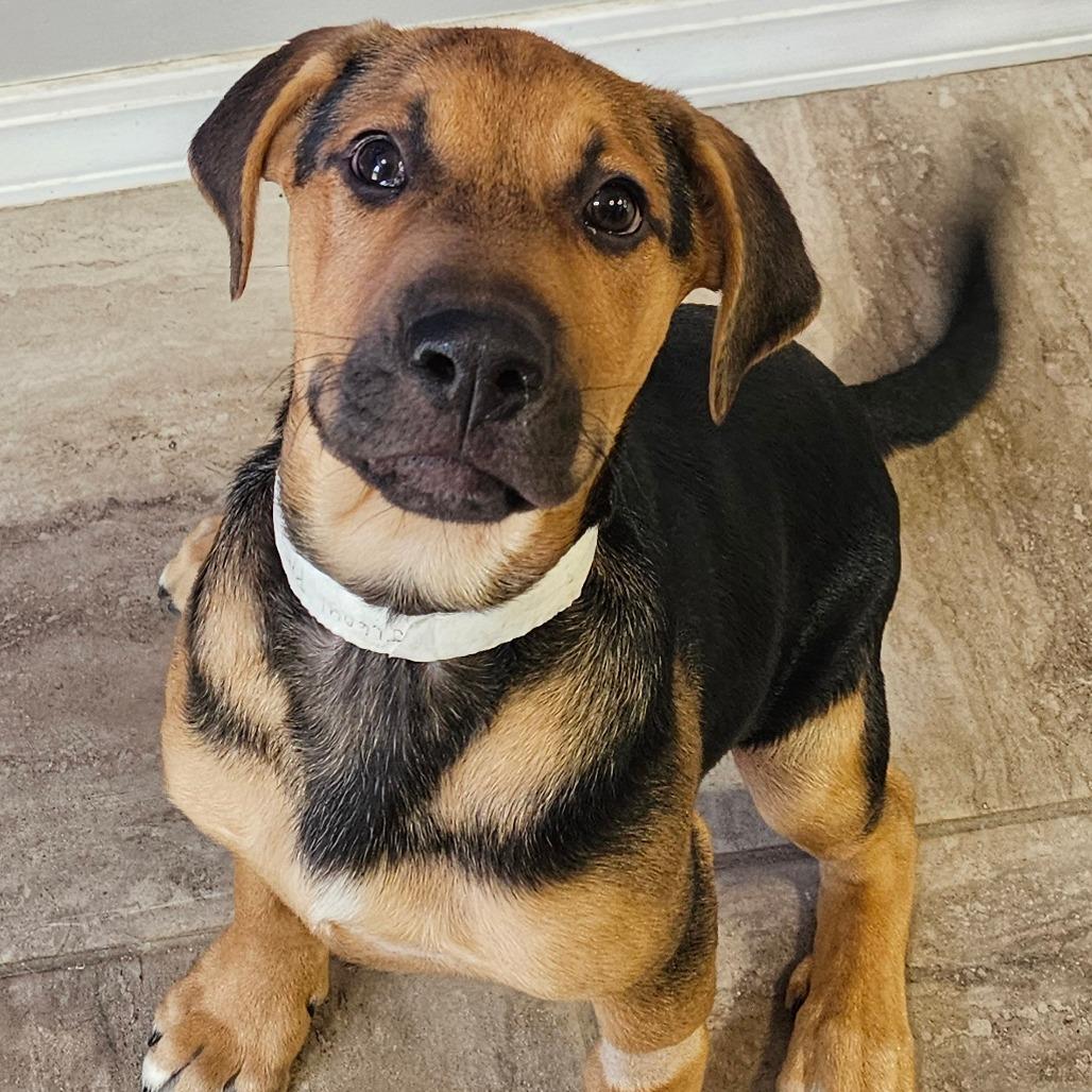 Enlarge Sarge, a Adoptable Mixed Breed in Grinnell, IA image 1/3