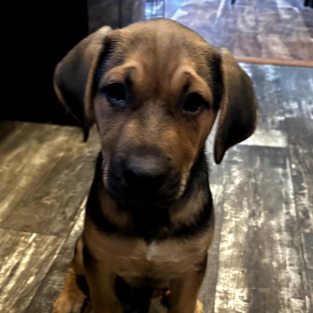 Enlarge Sarge, a Adoptable Mixed Breed in Grinnell, IA image 2/3