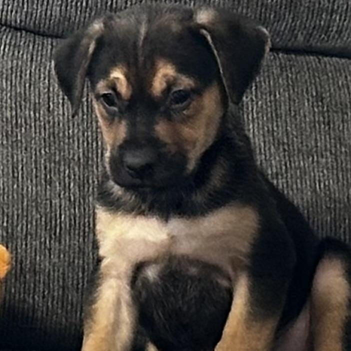 Enlarge Sarge, a Adoptable Mixed Breed in Grinnell, IA image 3/3