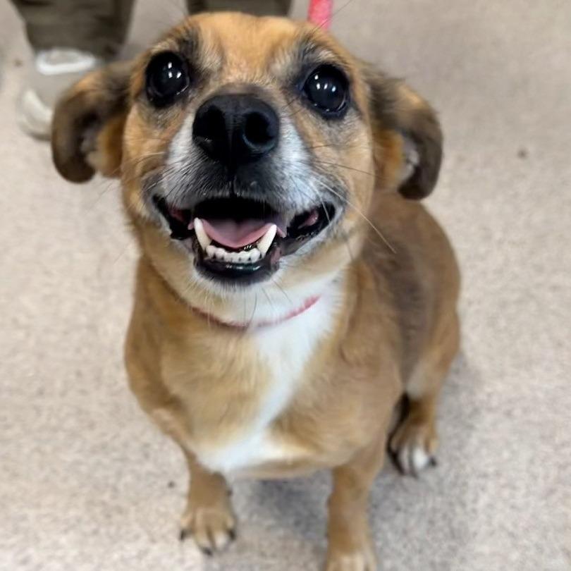 Leigh, Adoptable, Adult Female Chihuahua & Dachshund.