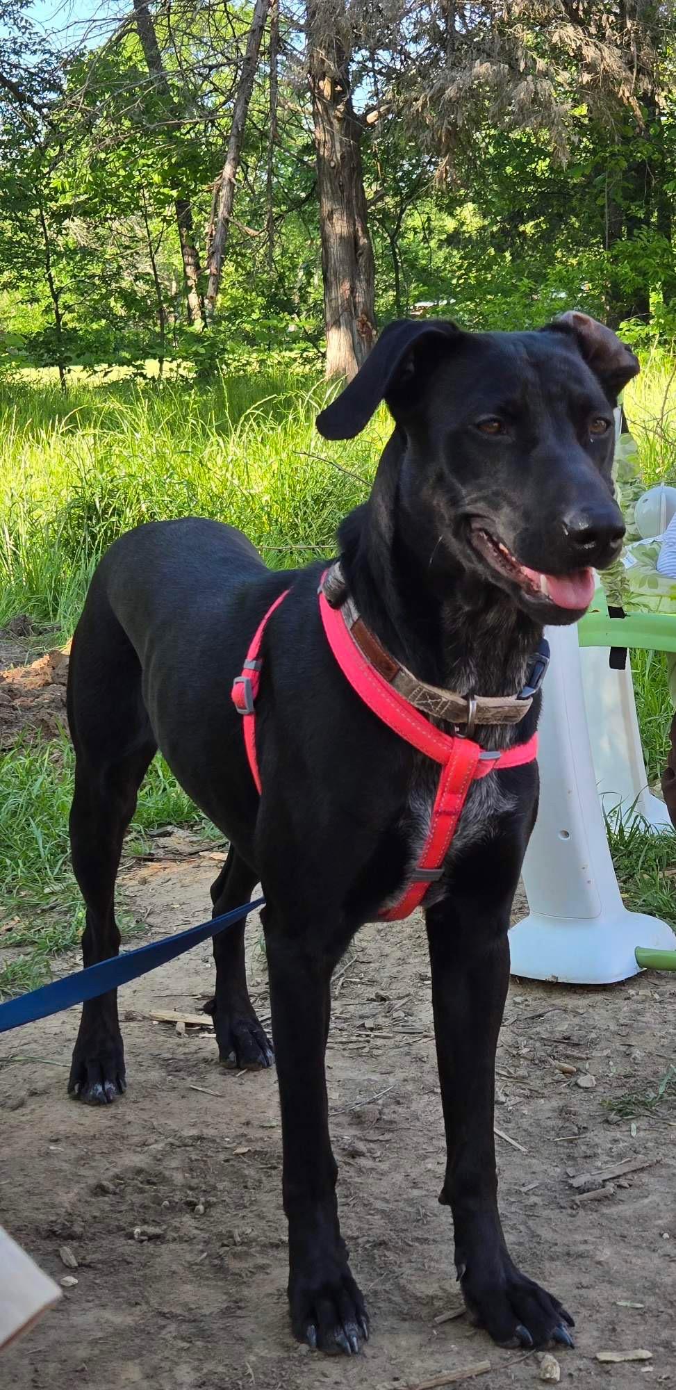 Enlarge Bailey, a Adoptable mixed breed in Falls Church, VA image 1/5