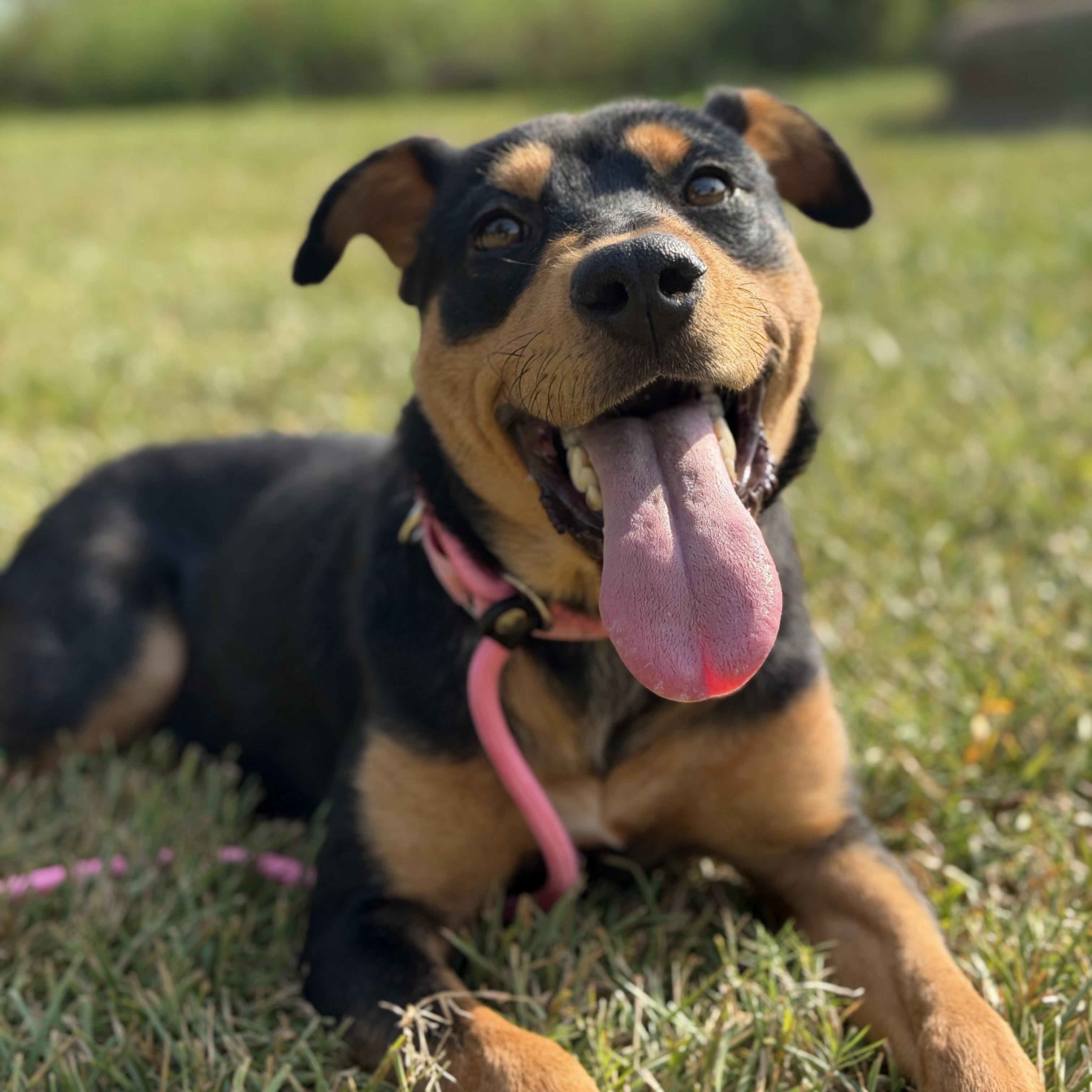 Enlarge Zelda, a Adoptable mixed breed in Leesburg, VA image 5/5