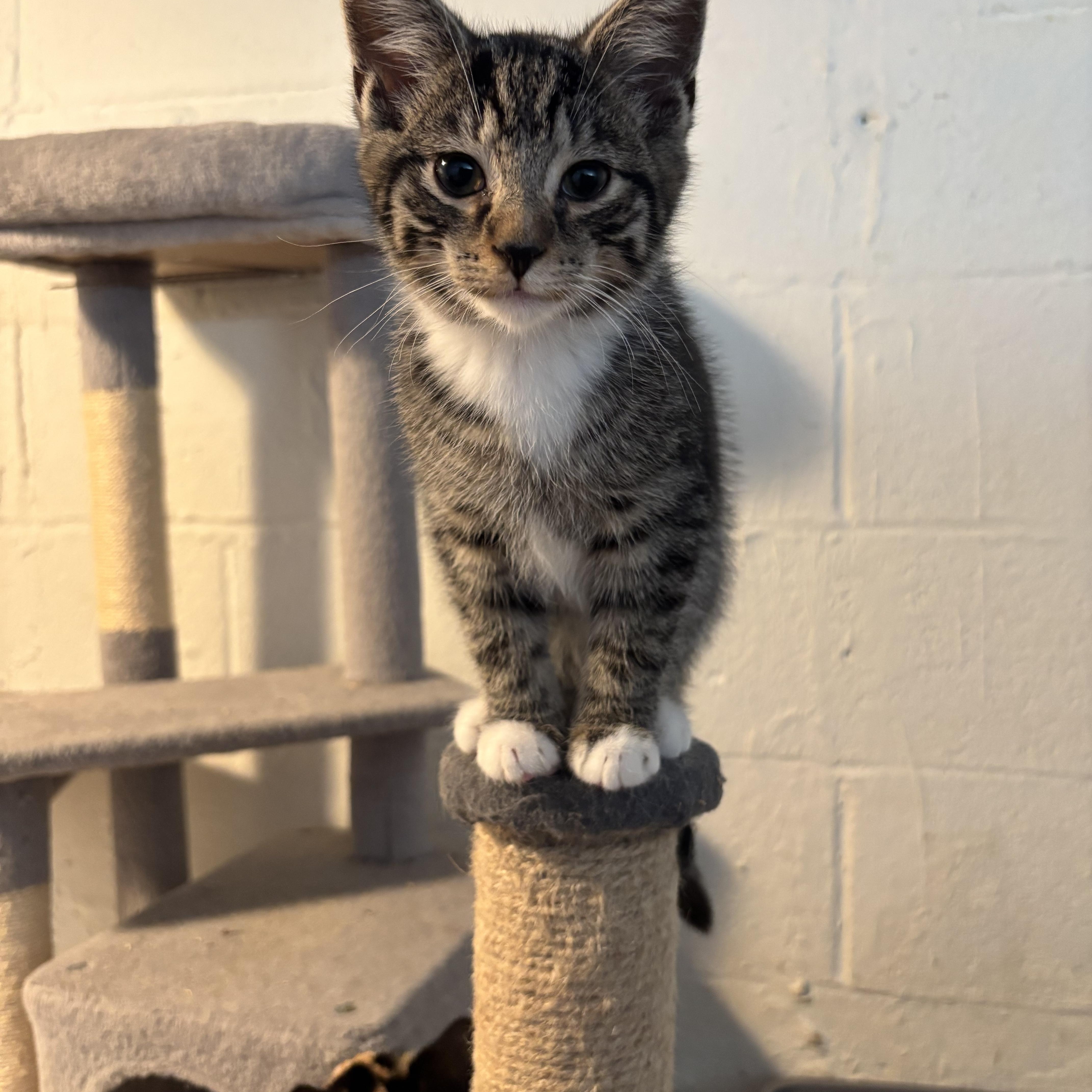 Marvin, adopted, Kitten Male Domestic Short Hair.