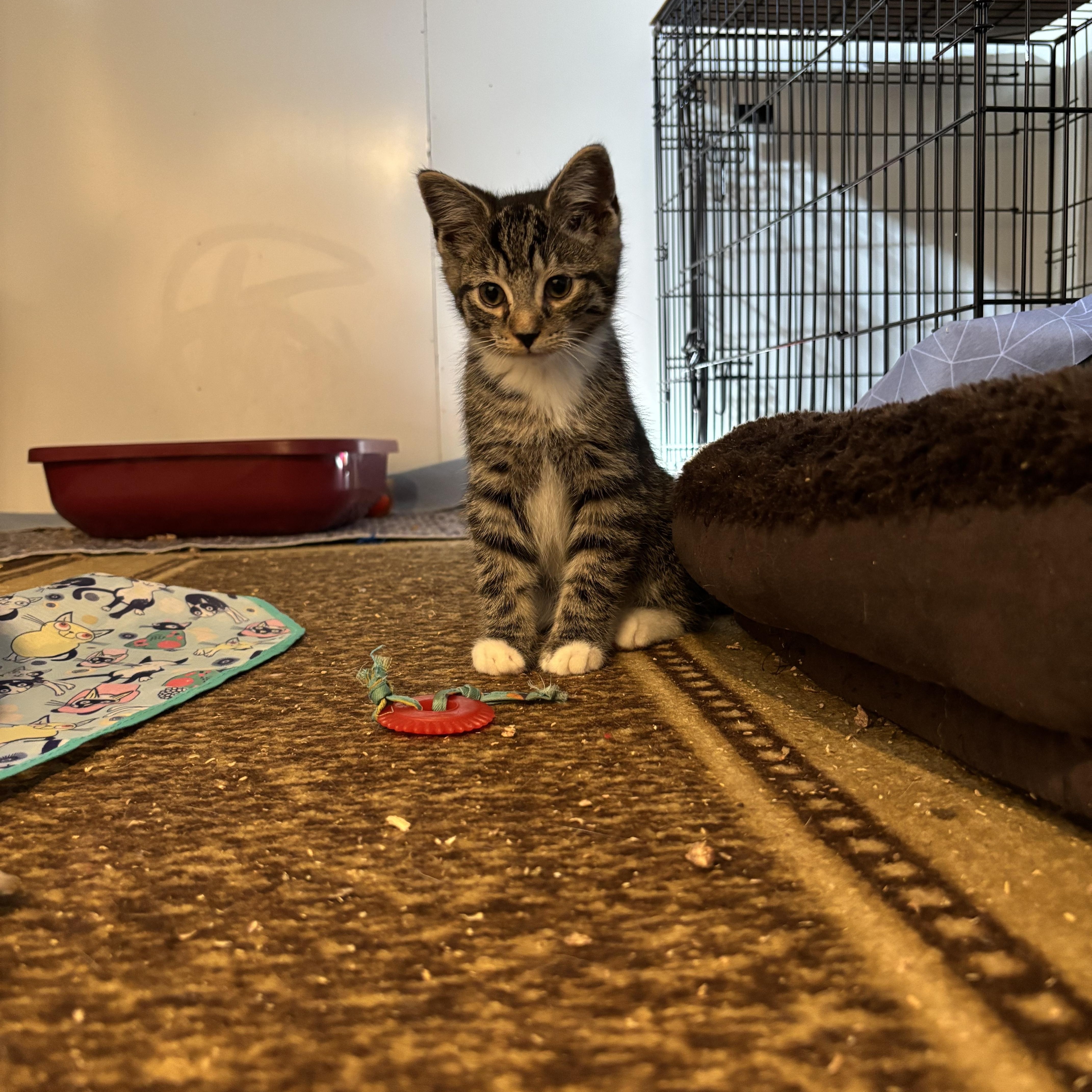 Enlarge Marvin, an adopted Domestic Short Hair in Chambersburg, PA image 2/2