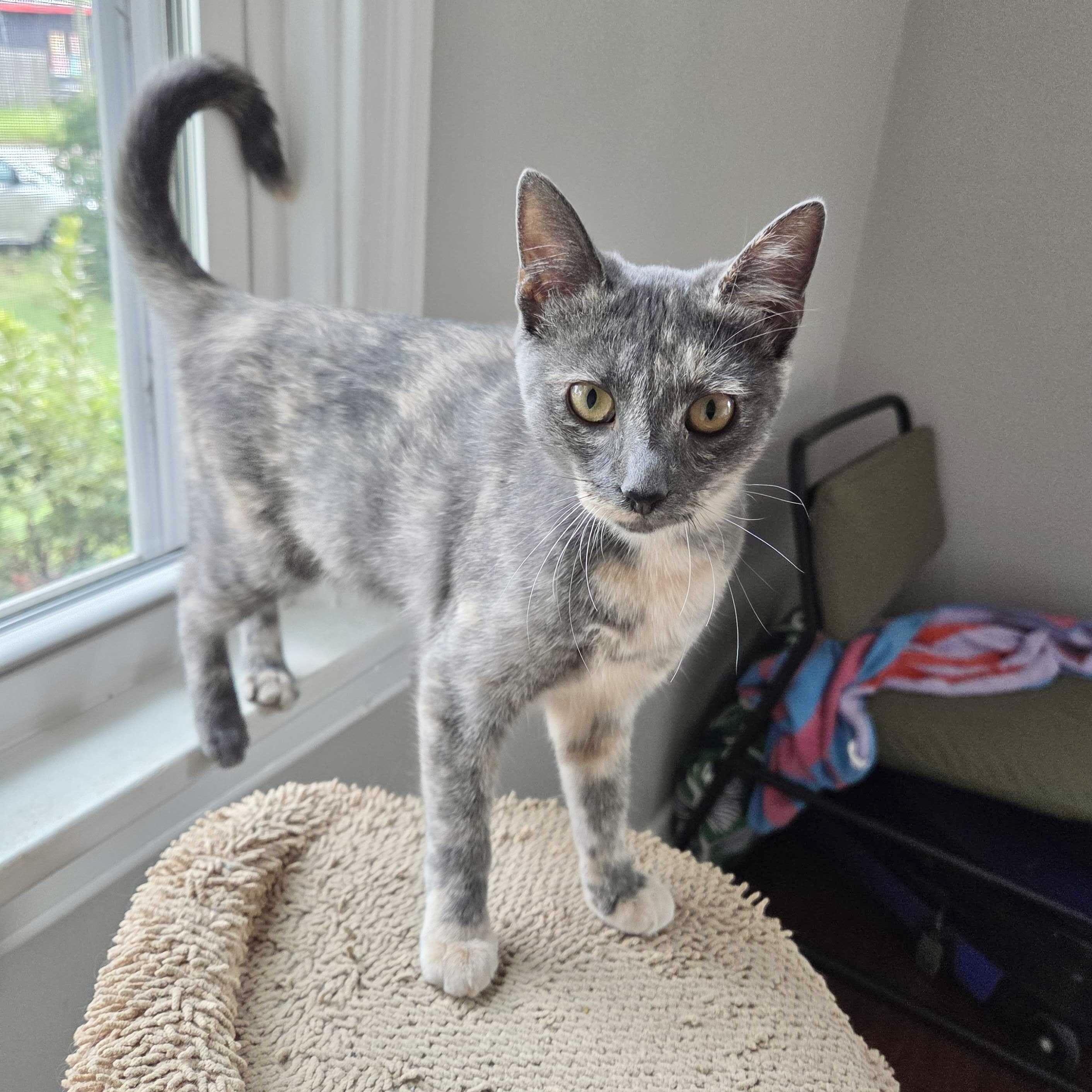 Murky, Adopted, Kitten Female Domestic Short Hair.